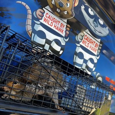 WildHawk Elite Team and Work