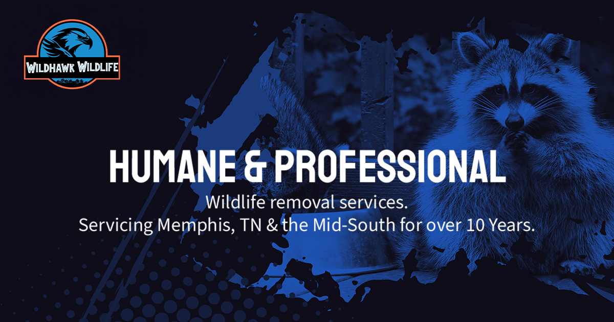 Memphis Wildlife Control Wildhawk Wildlife