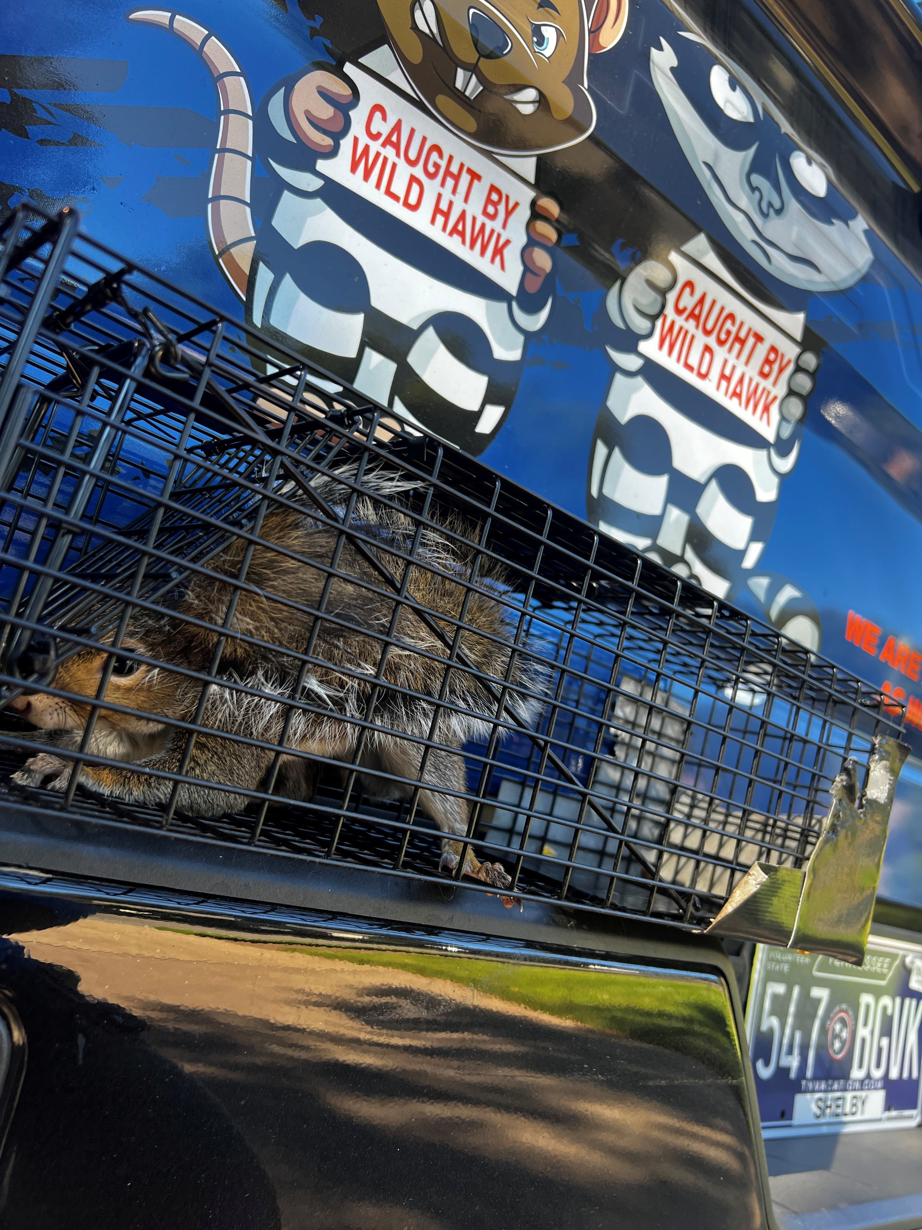 Common Wildlife Removal Memphis Squirrel Trapping Job by Wildhawk Services